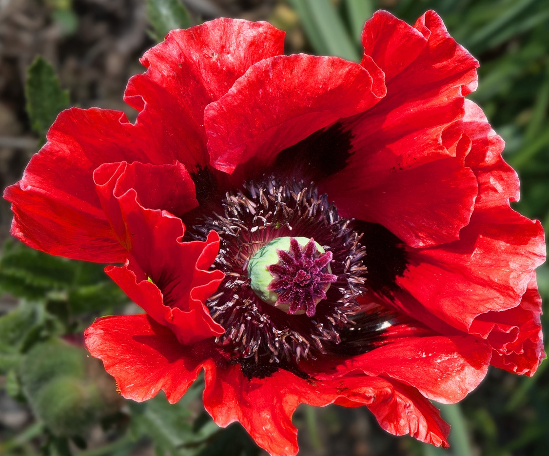 Papaver orientale 'Bonfire'